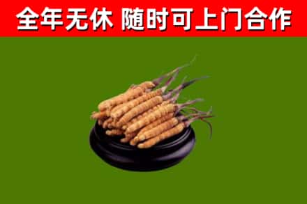 爱辉区烟酒回收冬虫夏草.jpg
